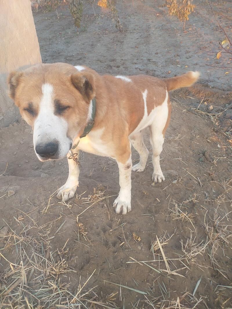 baronchik - Daşoguz - img 7