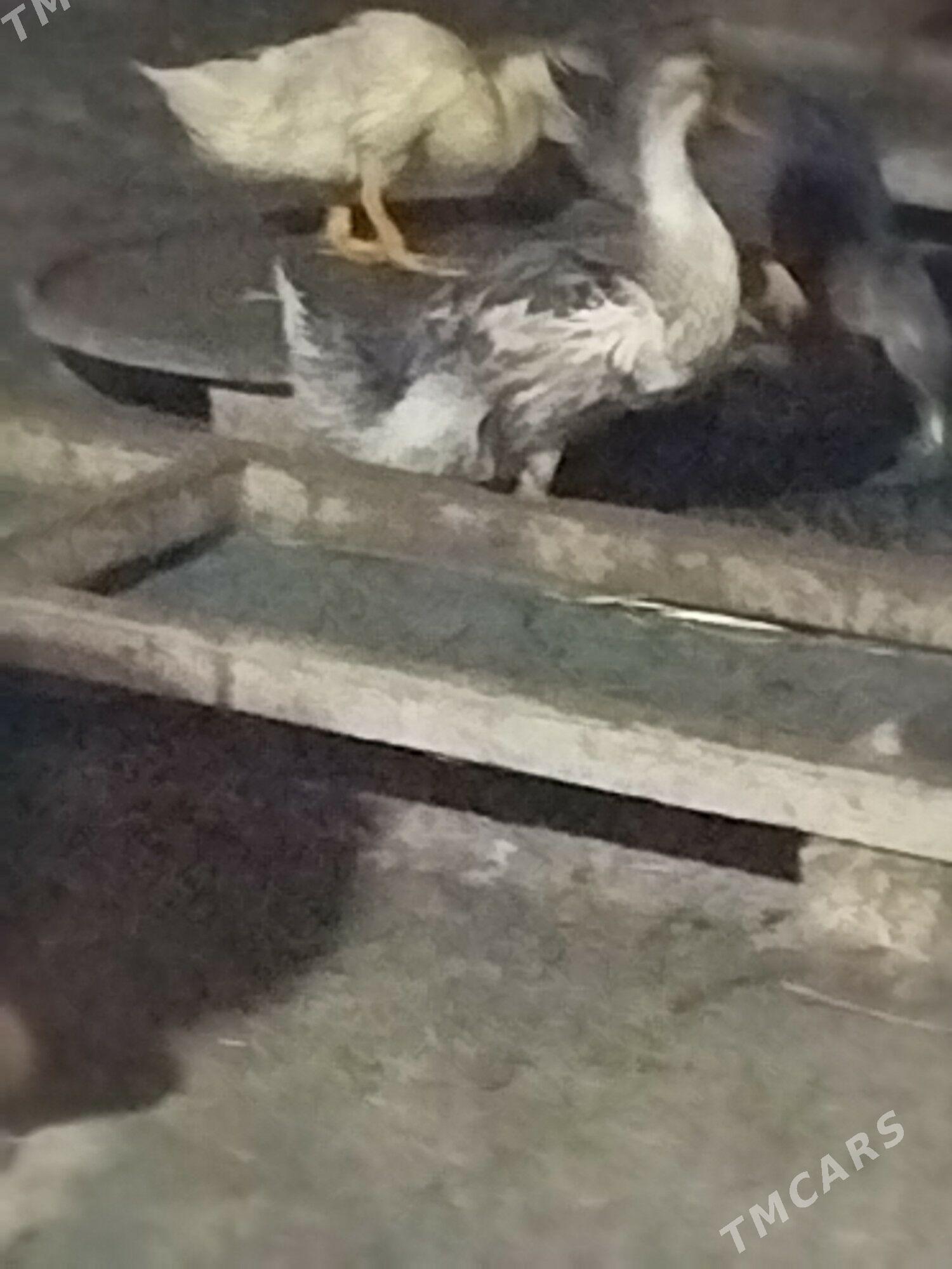 ördek - Baýramaly - img 2