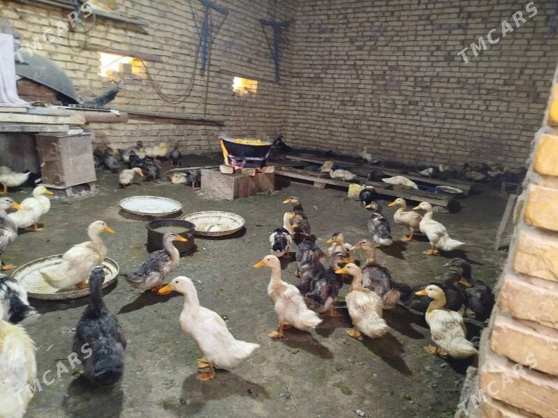 ördek - Baýramaly - img 3