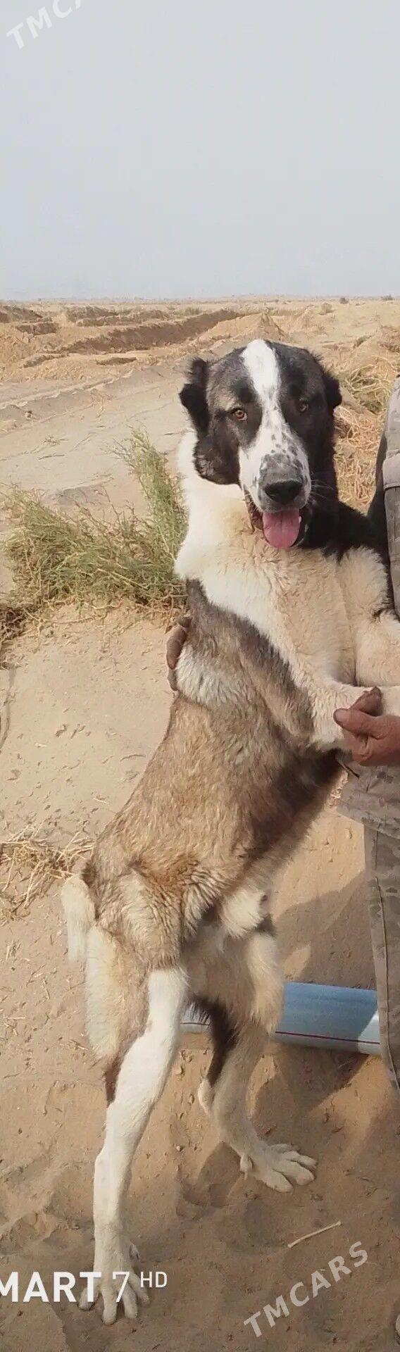 turkmen it - Kerki - img 2