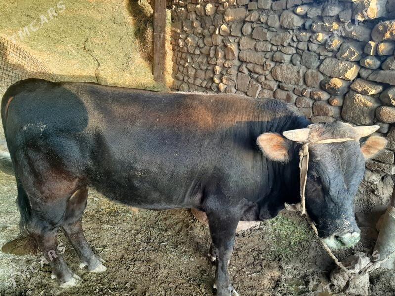 Öküz . - Gyzylarbat - img 2