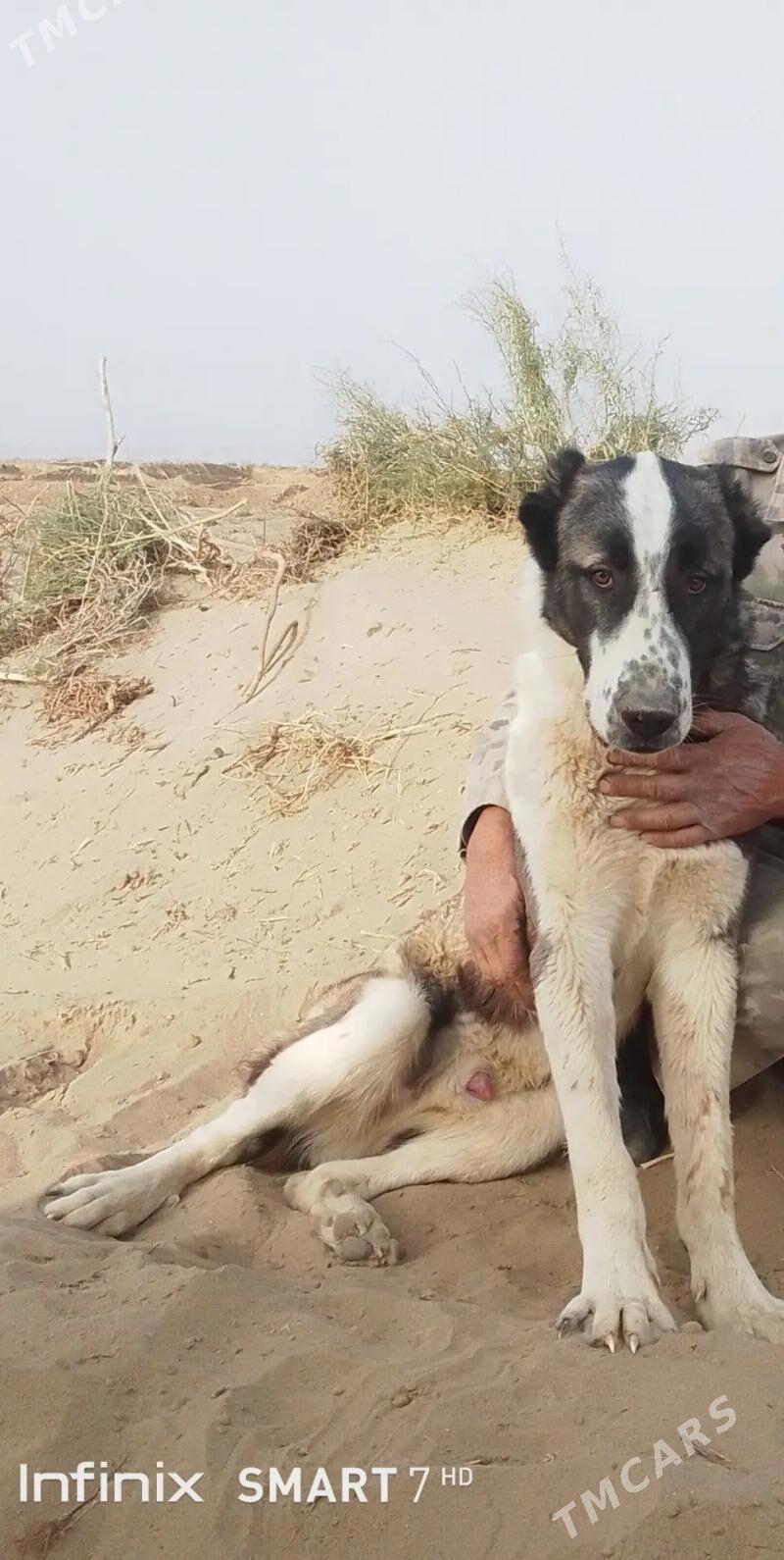 turkmen it - Kerki - img 1