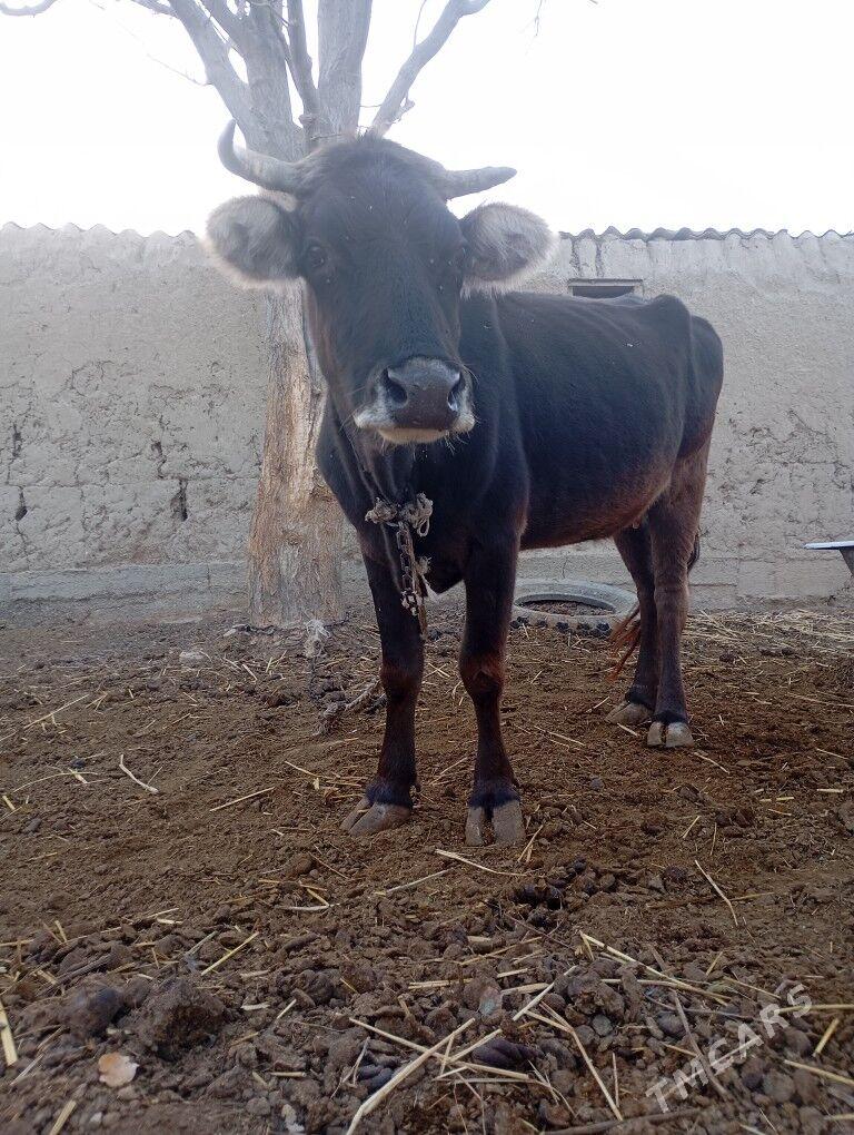 sigir bakılıp baslanan - Бахарден - img 3