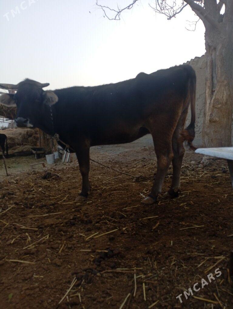 sigir bakılıp baslanan - Бахарден - img 2