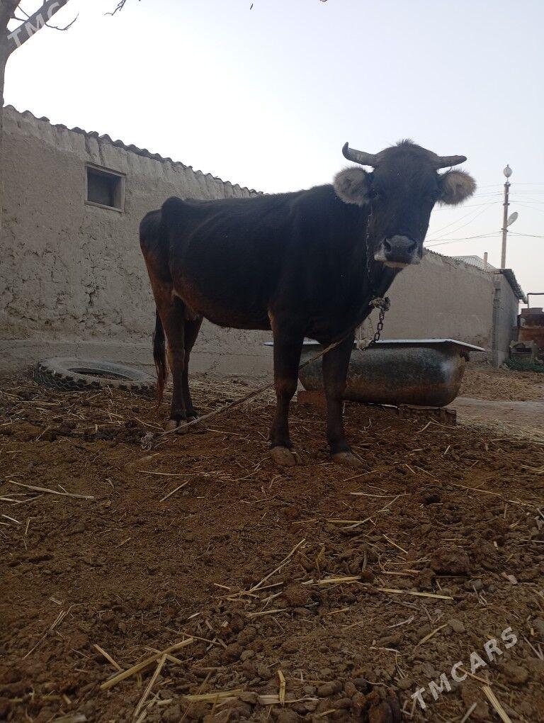 sigir bakılıp baslanan - Бахарден - img 1