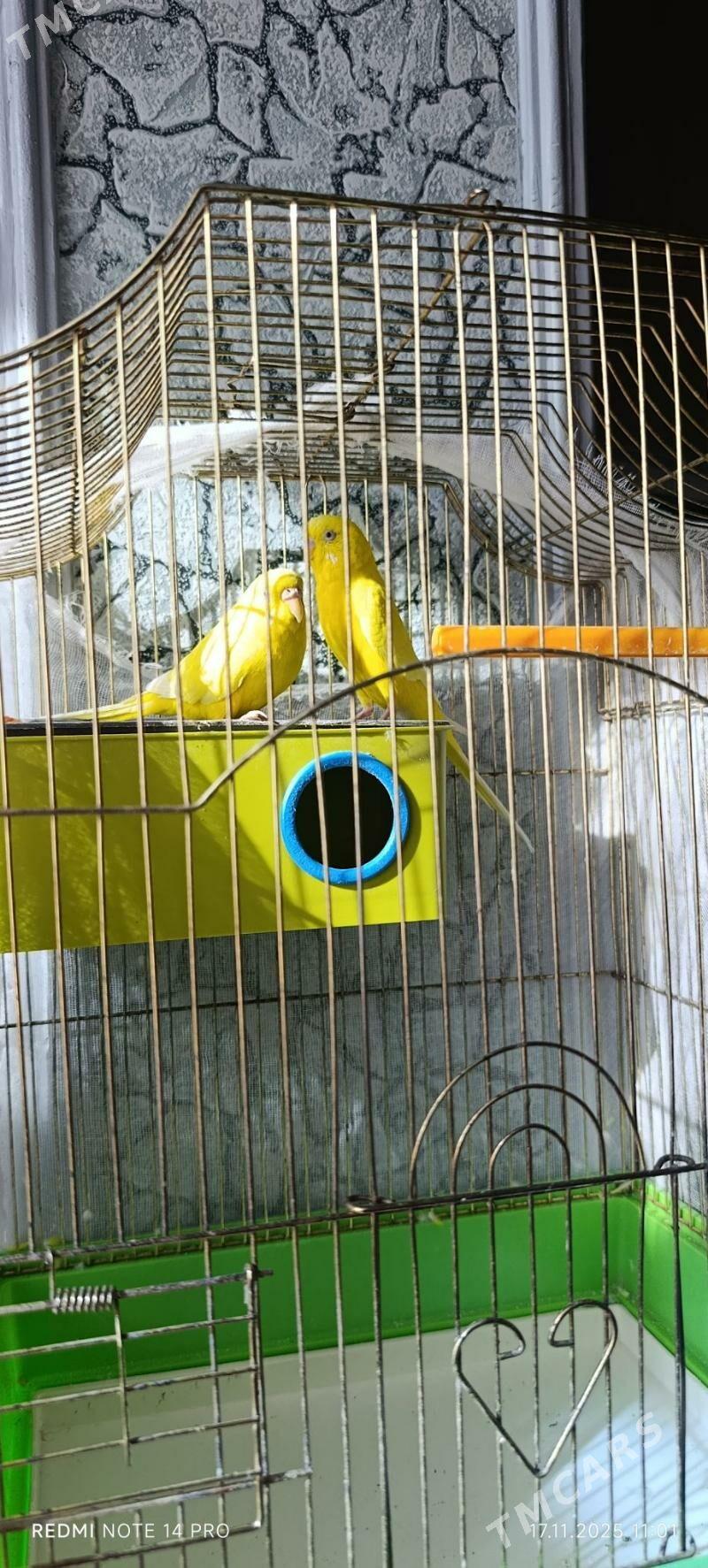 папугай/papugay - Mary - img 4