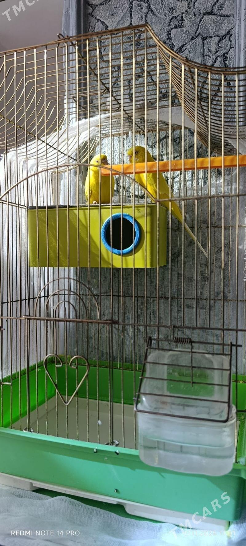 папугай/papugay - Mary - img 2