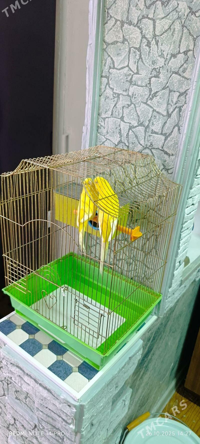 папугай/papugay - Mary - img 5