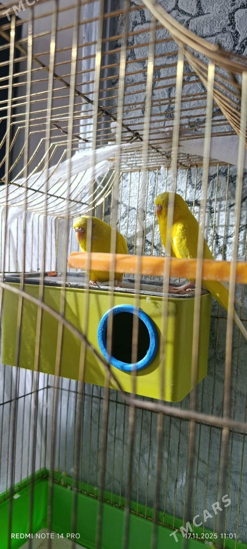 папугай/papugay - Mary - img 3