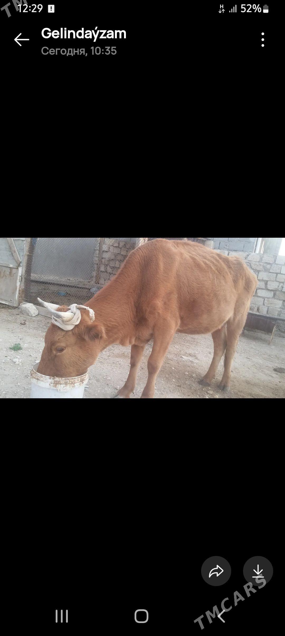 sygyr - Balkanabat - img 1