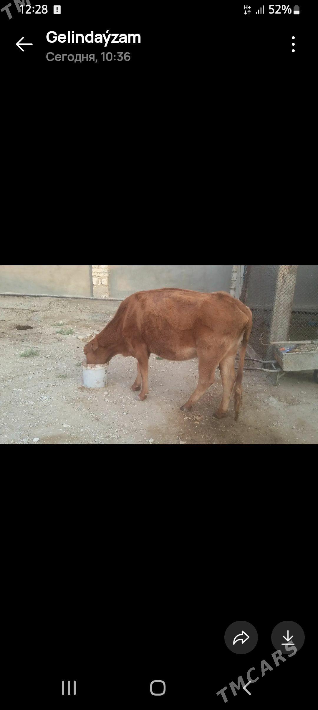 sygyr - Balkanabat - img 2