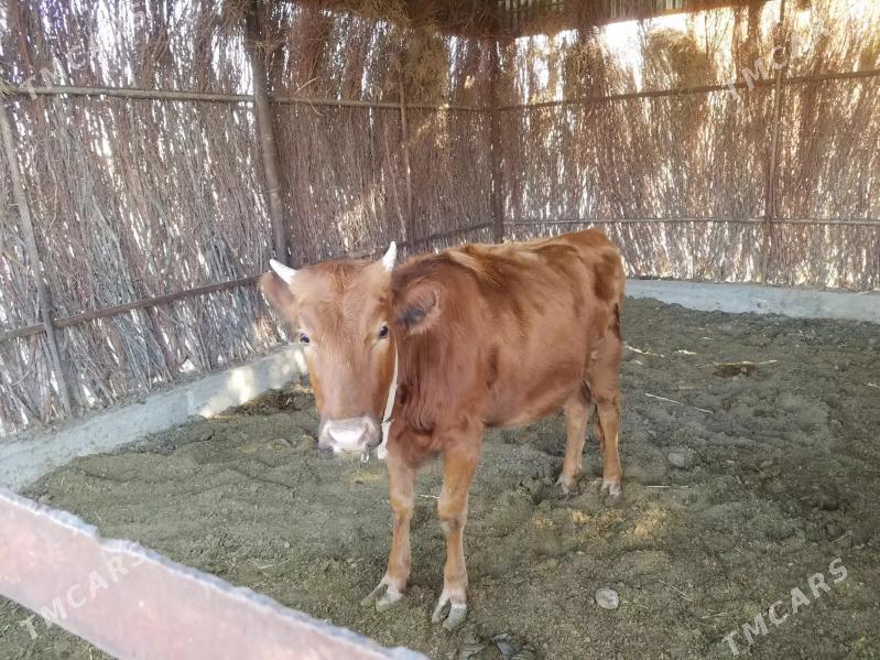 Satlyk sygyr - Sakarçäge - img 3