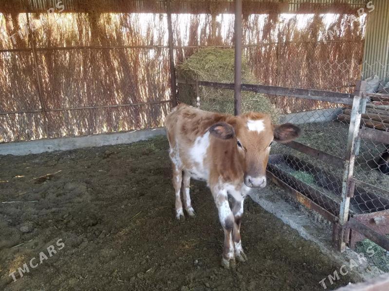 Satlyk sygyr - Sakarçäge - img 4