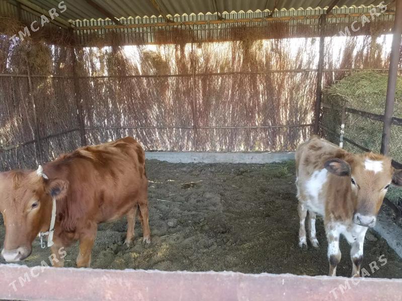 Satlyk sygyr - Sakarçäge - img 2