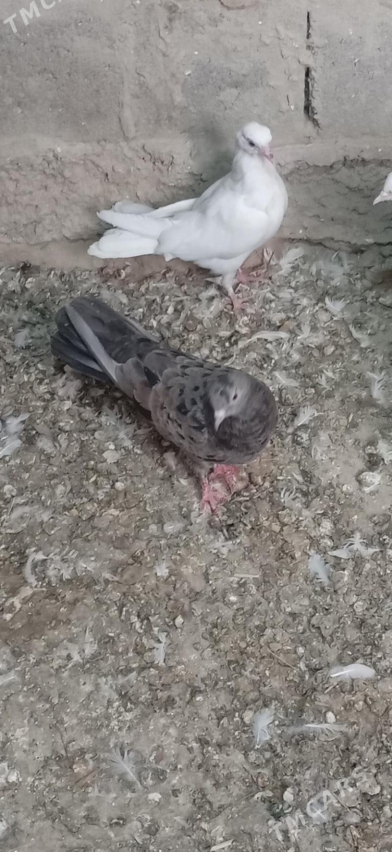 kepderi - Gökdepe - img 2