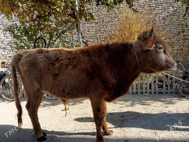 ÖKÜZLER - Туркменабат - img 2