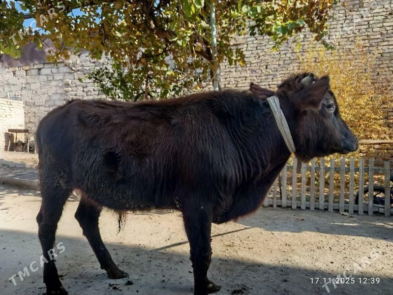 ÖKÜZLER - Туркменабат - img 3