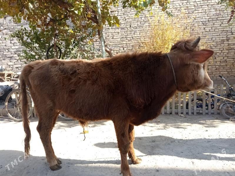 ÖKÜZLER - Туркменабат - img 6