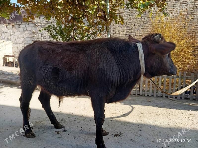 ÖKÜZLER - Туркменабат - img 5