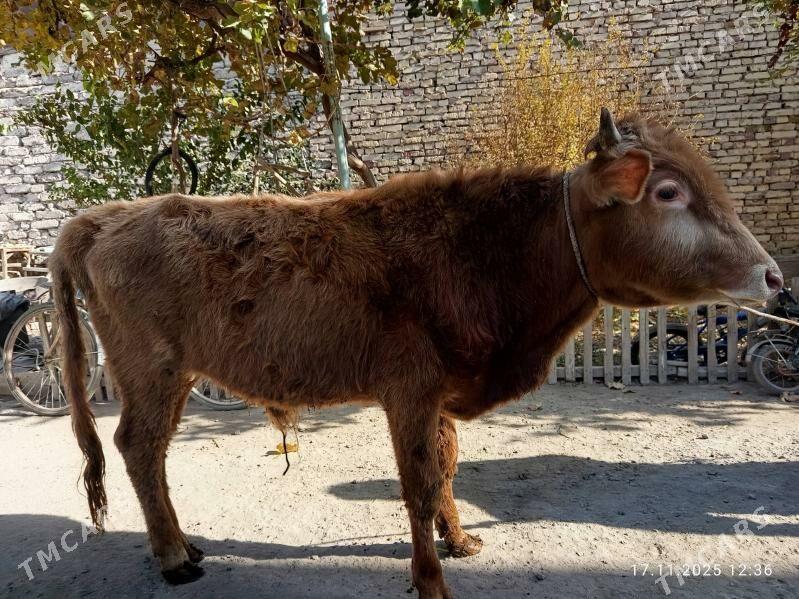 ÖKÜZLER - Туркменабат - img 4