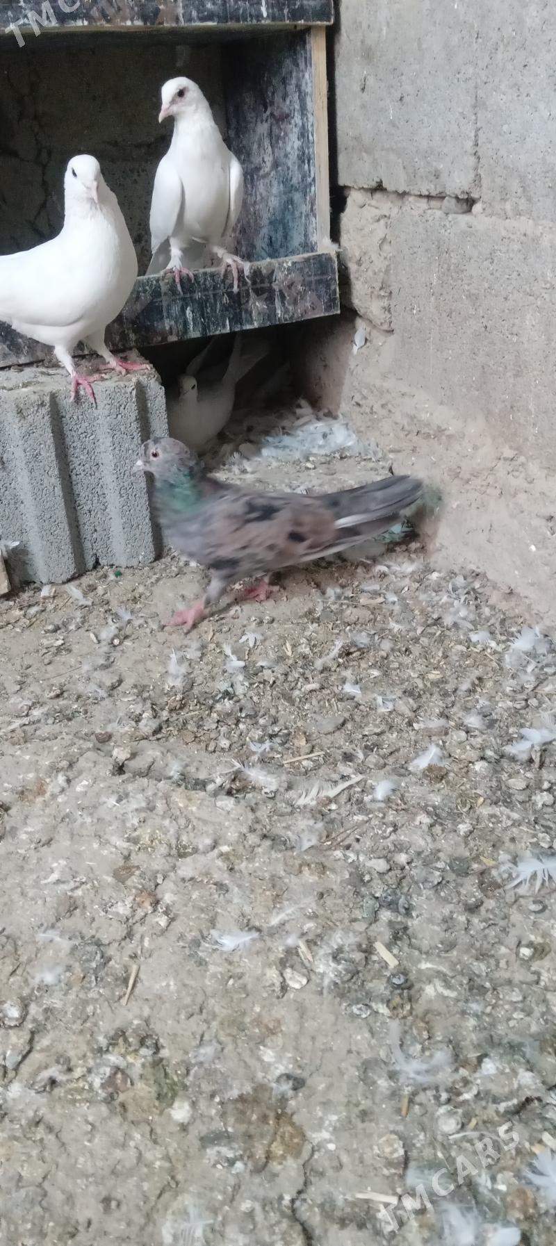 kepderi - Gökdepe - img 3