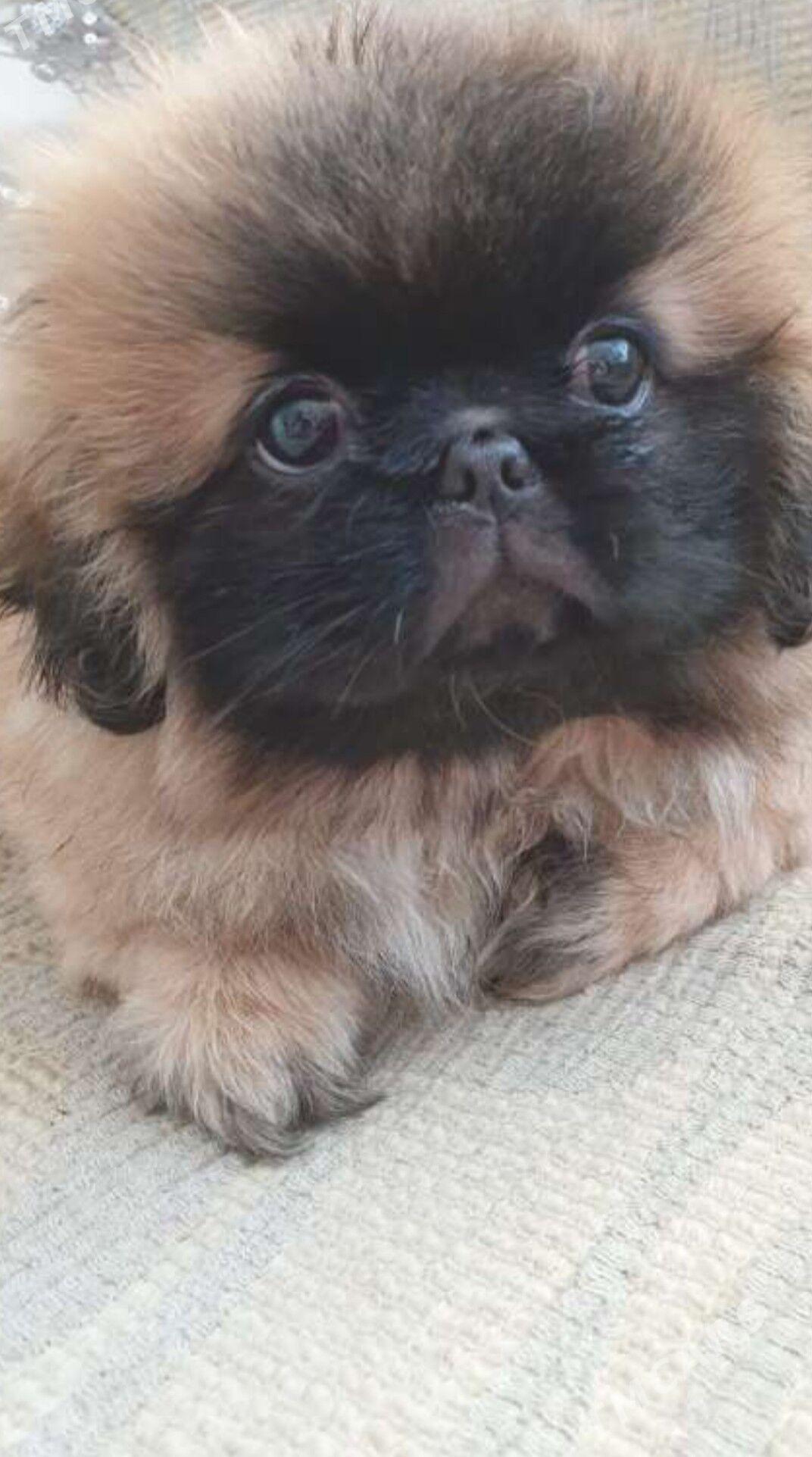 щенки пикинеса - Мары - img 2