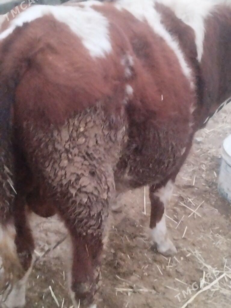 öküz - Бахарден - img 2