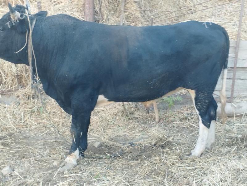 öküz bakyly - Бахарден - img 3