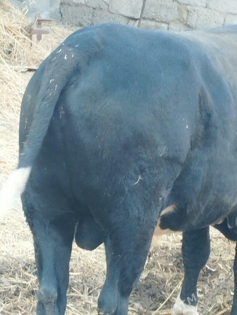 öküz bakyly - Бахарден - img 1