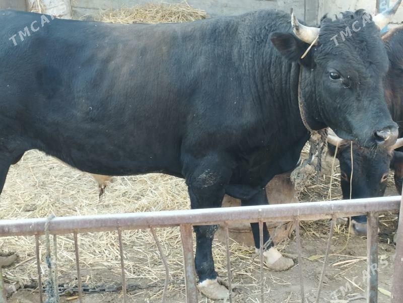 öküz bakyly - Бахарден - img 2