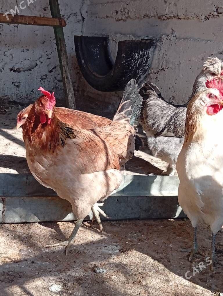 mäki - Aşgabat - img 2