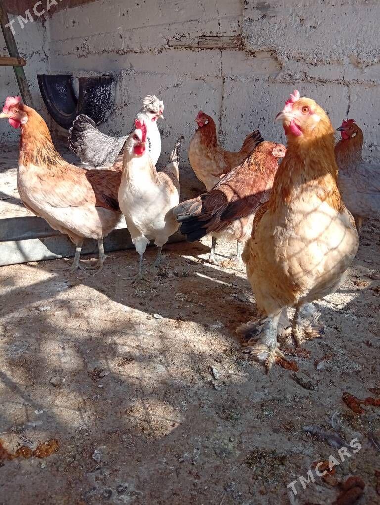 mäki - Aşgabat - img 3