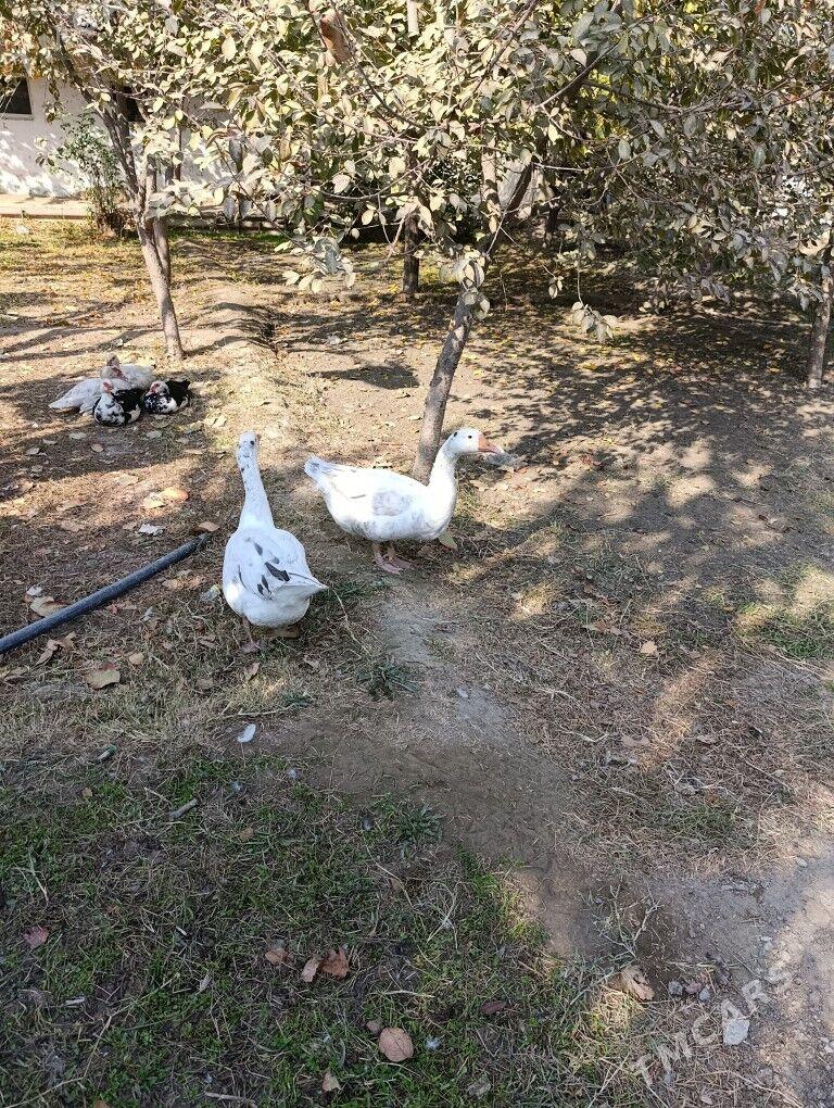 gus - Bäherden - img 1