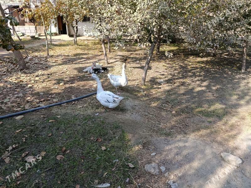 gus - Bäherden - img 2