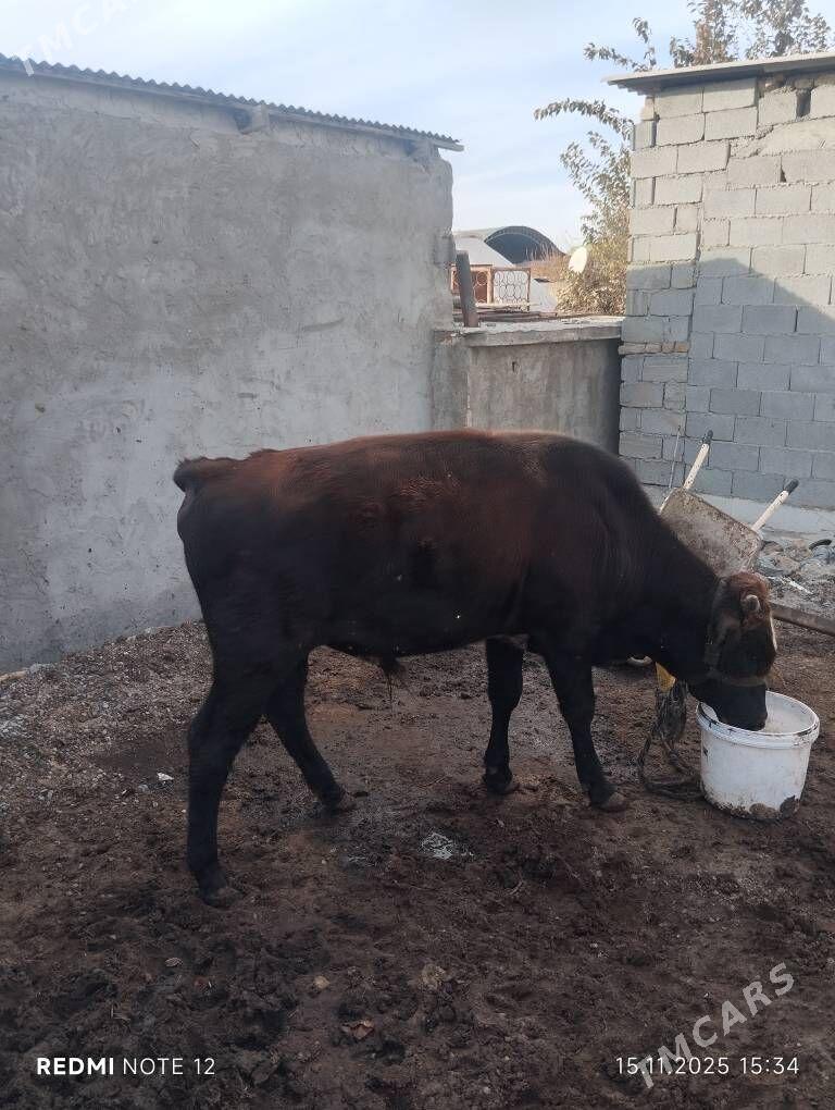 Okuz - Garadamak - img 2