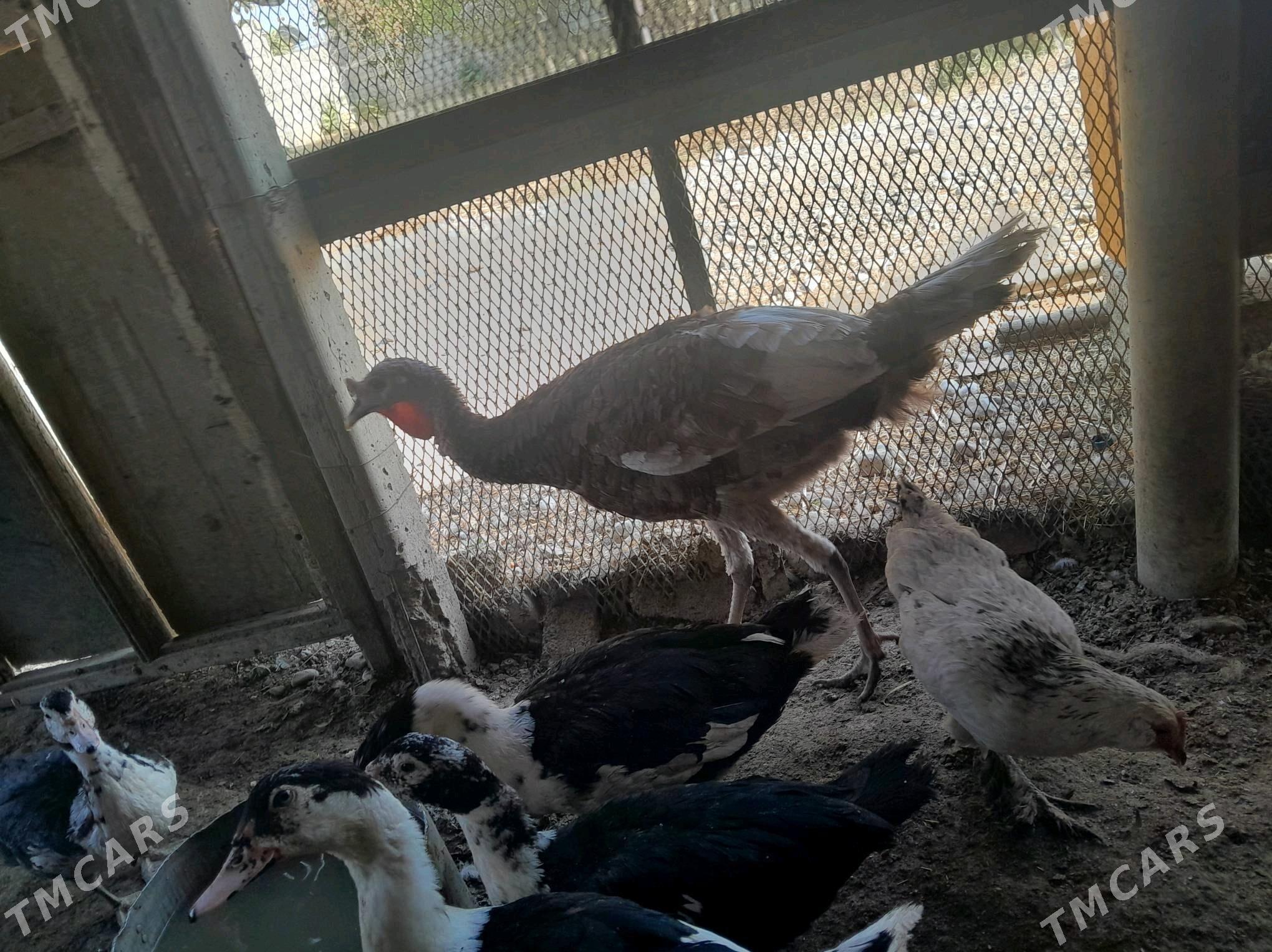 induk horaz - Анев - img 3