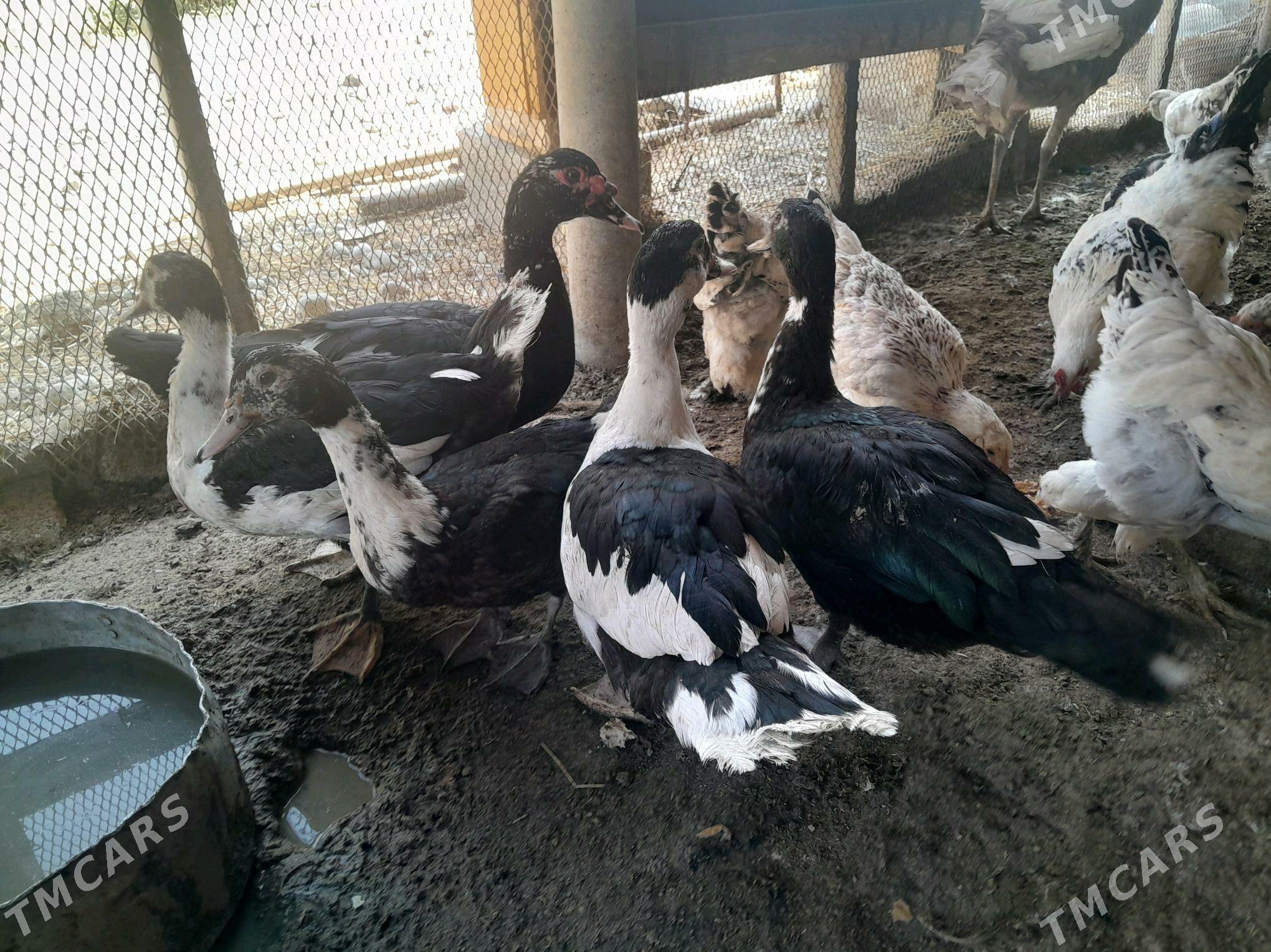 induk horaz - Анев - img 6