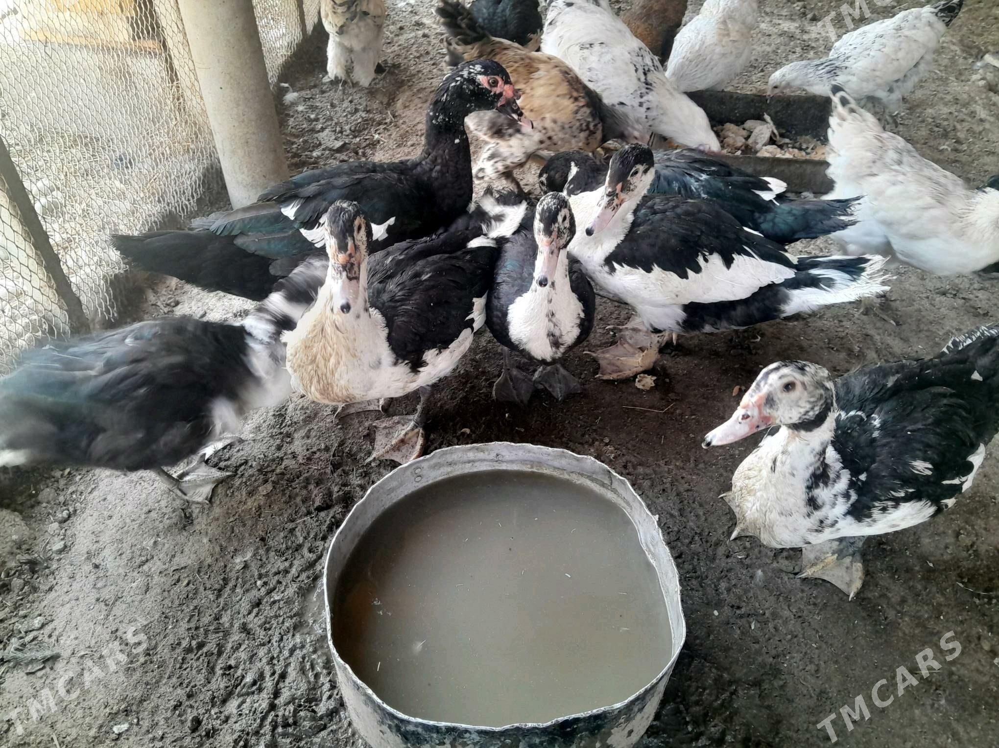 induk horaz - Анев - img 4