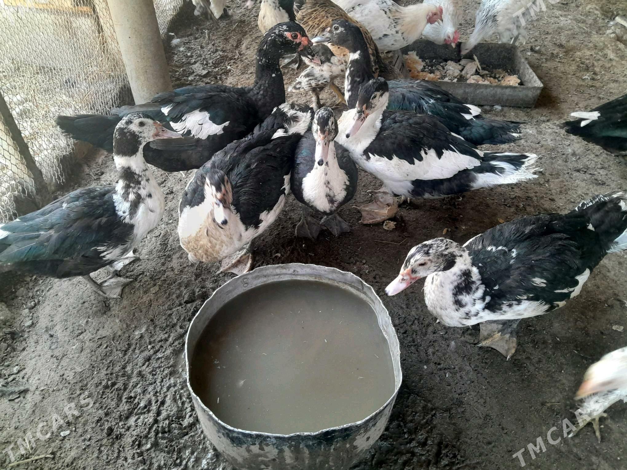 induk horaz - Анев - img 5