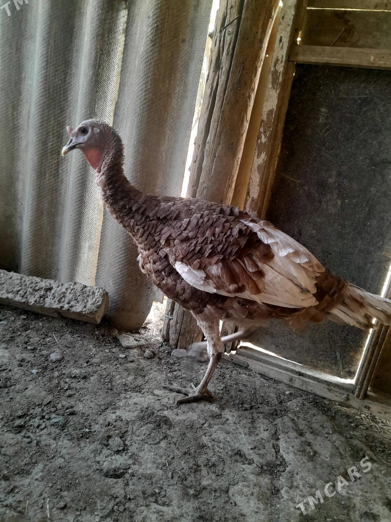 induk horaz - Анев - img 2