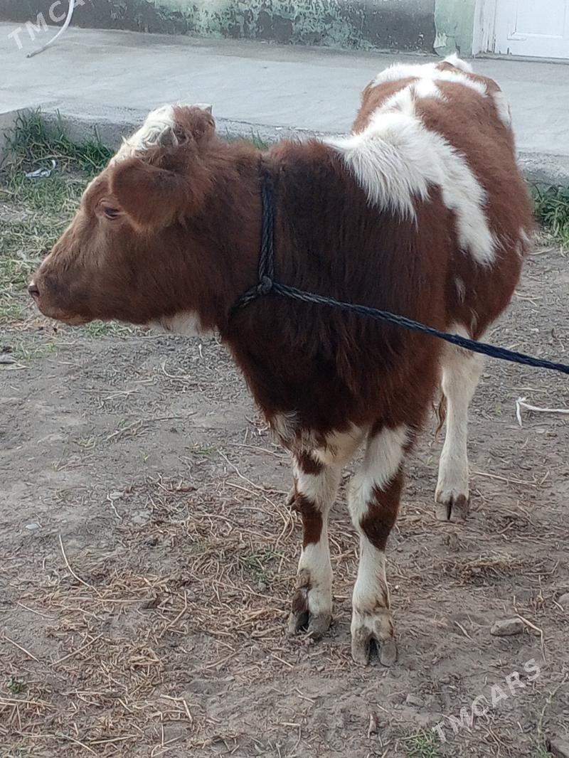 Simental gibrit okuz - Aşgabat - img 5