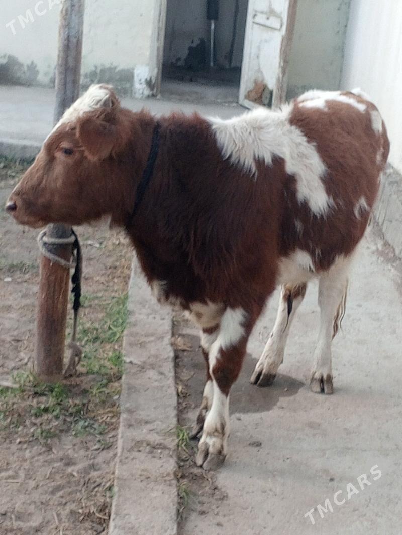 Simental gibrit okuz - Aşgabat - img 2