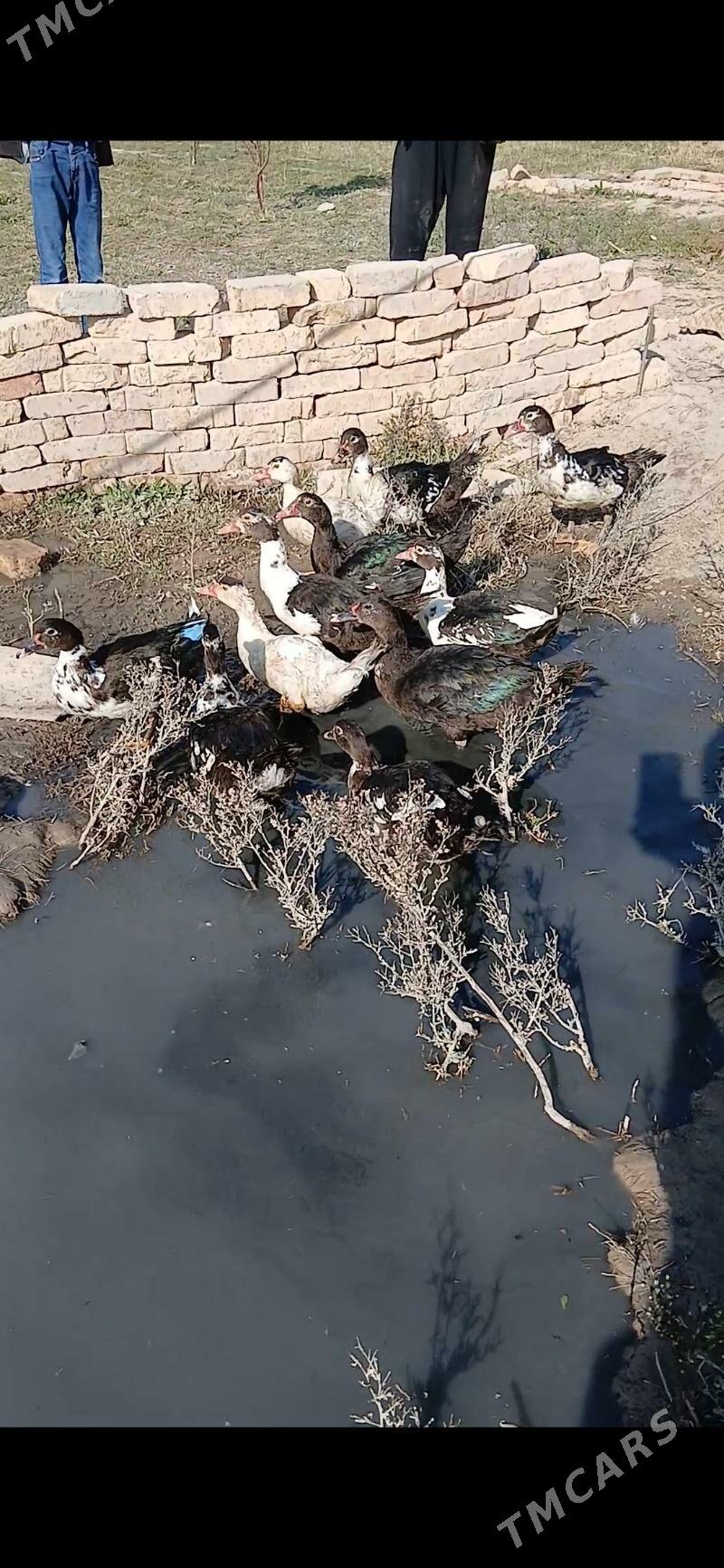 indawutga ordek - Кака - img 3