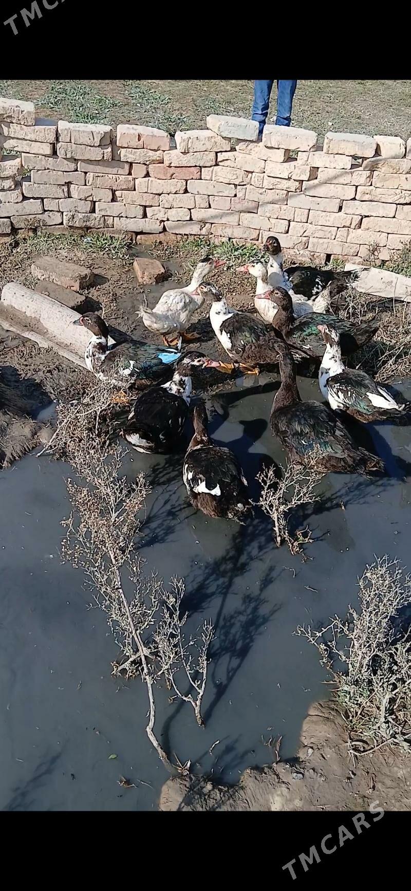 indawutga ordek - Кака - img 2