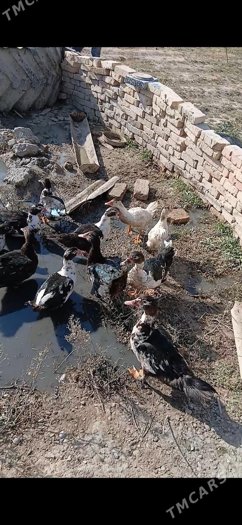 indawutga ordek - Кака - img 5