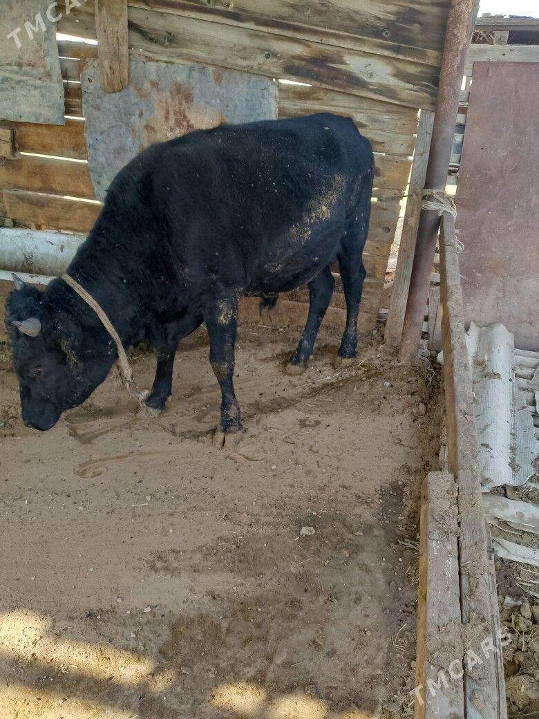 okuz - Änew - img 3