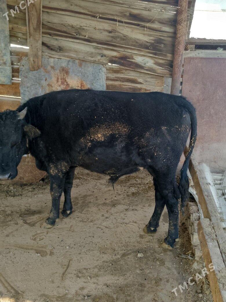 okuz - Änew - img 2