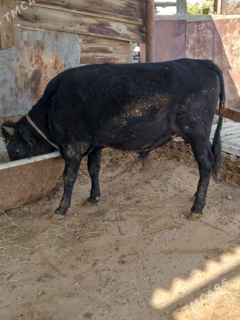 okuz - Änew - img 1