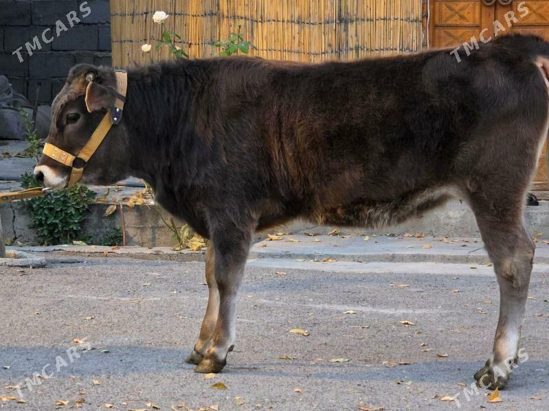 Şiwet Ökuz Tuwe - Köşi - img 7
