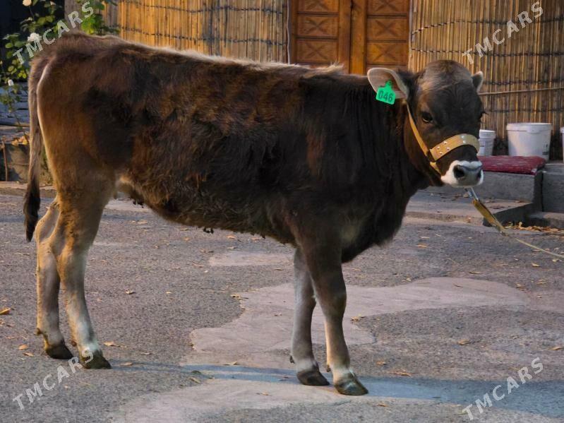 Şiwet Ökuz Tuwe - Köşi - img 9
